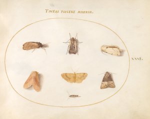 Planche 31 : Sept papillons de nuit - Joris Hoefnagel