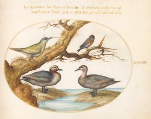 Planche 32 : Sarcelle à Ailes Vertes, Pic Vert Juvénile et Deux Autres Oiseaux - Joris Hoefnagel