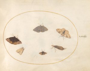 Planche 32 : Six Papillons de Nuit - Joris Hoefnagel