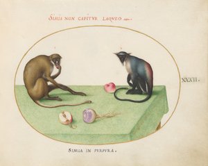 Planche 32 : Deux singes sur une table - Joris Hoefnagel