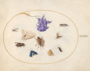 Planche 33 : Papillon de nuit et papillon avec d