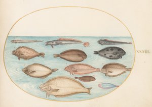 Planche 33 : Sole et autres poissons plats avec poisson-bande (?)
