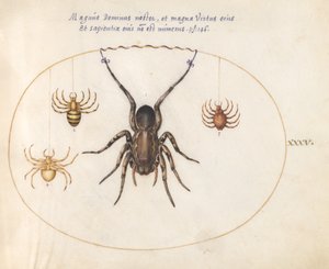 Planche 35 : Une Araignée Loup(?) et Trois Autres Araignées - Joris Hoefnagel