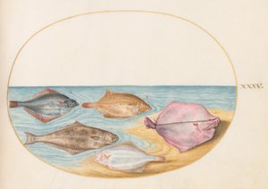 Planche 35 : Les dessous de turbot (?) et autres poissons plats - Joris Hoefnagel