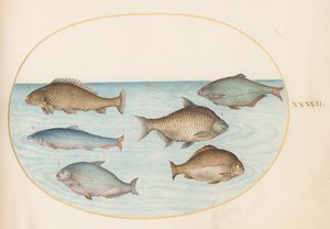 Planche 37 : Six poissons, y compris la carpe - Joris Hoefnagel