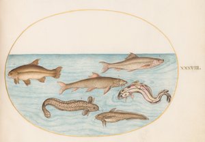 Barbot, Lançon et autres poissons - Joris Hoefnagel