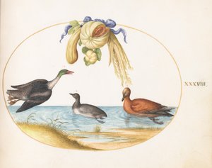 Planche 38 : harle avec deux autres oiseaux aquatiques et une guirlande de melons et de courges - Joris Hoefnagel