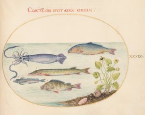 Planche 39 : Calmar, grondin, brochet et autres poissons