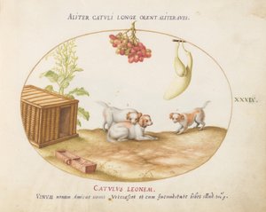 Planche 39 : Trois chiots avec une caisse et une grappe de raisins - Joris Hoefnagel