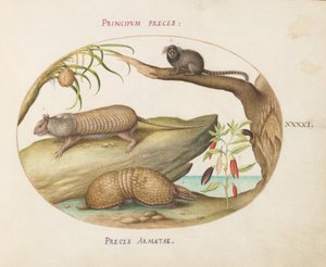 Planche 41 : Deux types de tatous avec un ouistiti, un cocotier et un plant de poivre - Joris Hoefnagel