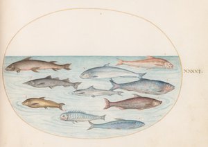 Planche 41 : Poisson blanc(?) et autres poissons - Joris Hoefnagel
