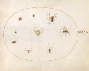 Planche 41 : Araignée jaune entourée de huit araignées - Joris Hoefnagel