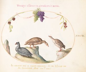 Planche 42 : Deux oies grises avec un troisième oiseau et des raisins suspendus - Joris Hoefnagel