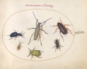 Planche 43 : Un longicorne gris doré(?), scarabée de la tanaisie(?), cafard, punaise à pattes feuillues et autres insectes - Joris Hoefnagel