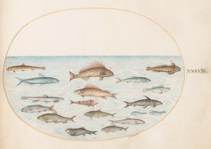 Planche 43 : Quinze poissons