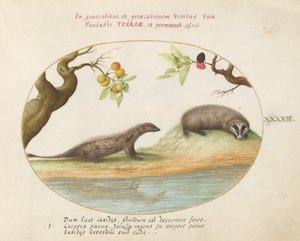 Planche 43 : Mangouste et blaireau avec des arbres fruitiers - Joris Hoefnagel