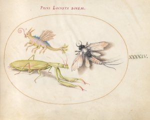 Planche 44 : Mante et éphémère avec un insecte imaginaire - Joris Hoefnagel