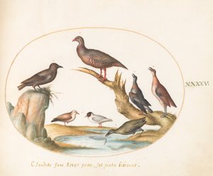 Planche 45 : Mouettes et autres oiseaux sur une rive - Joris Hoefnagel