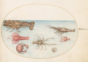 Planche 45 : Homard, Squilla Mantis et Autres Crustacés - Joris Hoefnagel