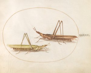 Planche 45 : Deux sauterelles à tête longue (?) - Joris Hoefnagel