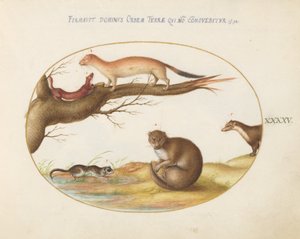 Planche 45 : Belettes, furet et "souris noisette" - Joris Hoefnagel