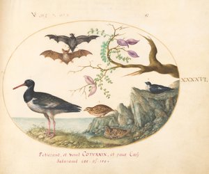 Planche 46 : Chauves-souris, cailles et huîtrier (?) près de l