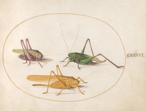 Planche 46 : Trois sauterelles - Joris Hoefnagel