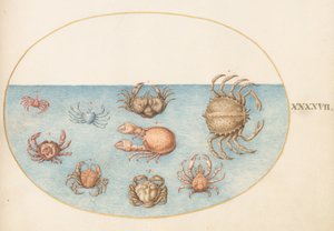 Planche 47 : Neuf crabes
