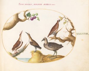 Planche 48 : Grand tétras, râle et courlis avec noisettes et figues - Joris Hoefnagel