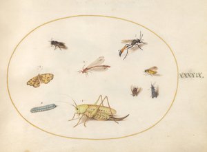 Planche 49 : Une sauterelle, une chenille, un papillon, un papillon de nuit et d