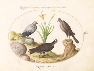 Planche 4 : Un vautour égyptien, un autour des palombes (?), et un "Aquila Heteropode" (Aigle botté ?) - Joris Hoefnagel