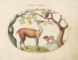 Planche 4 : Lama et Élan