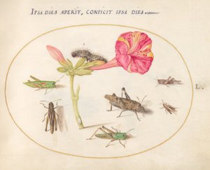 Planche 50 : Sauterelles, une chenille et un insecte à écailles avec une fleur de quatre heures