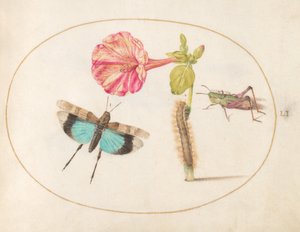 Planche 51 : Sauterelles et chenille avec une fleur de quatre heures