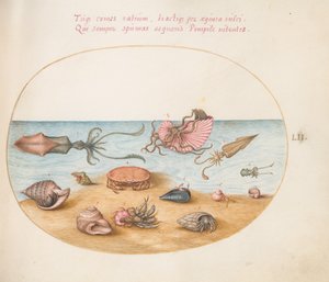 Planche 52 : Un argonaute, calmar, crabes ermites, coquillages et un crabe