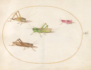 Planche 52 : Quatre sauterelles - Joris Hoefnagel