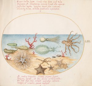 Planche 53 : Concombres de mer, Corail, Poulpe, Étoile de mer, Calmar et autres créatures marines