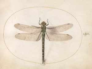 Planche 53 : Libellule fauve - Joris Hoefnagel