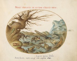 Planche 54 : Grenouilles dans un paysage - Joris Hoefnagel