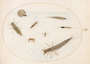 Planche 55 : Insectes aquatiques et invertébrés, y compris un escargot - Joris Hoefnagel