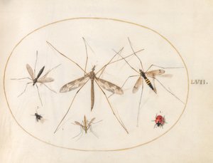Planche 57 : Une coccinelle, une mouche et quatre autres insectes - Joris Hoefnagel