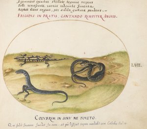 Planche 57 : Un serpent, une salamandre de feu et une créature serpentiforme à deux pattes
