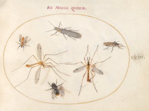 Planche 58 : Une abeille et cinq autres insectes - Joris Hoefnagel