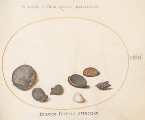 Planche 58 : Coquillages, y compris Abalone(?) - Joris Hoefnagel