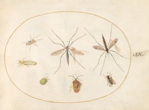Planche 59 : Sept insectes, y compris une punaise de l