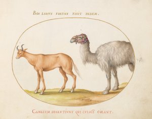 Planche 5 : Un bœuf et un chameau