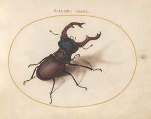 Planche 5 : lucane cerf-volant - Joris Hoefnagel