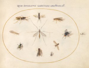 Planche 60 : Mouches et autres insectes - Joris Hoefnagel