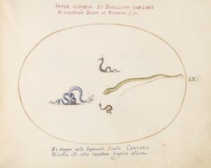 Planche 60 : Quatre petits serpents