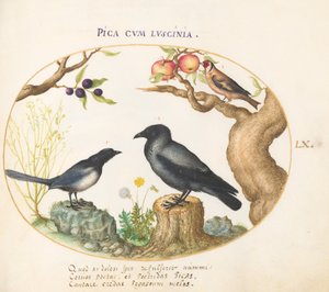 Planche 60 : Pie, Corbeau et Chardonneret - Joris Hoefnagel